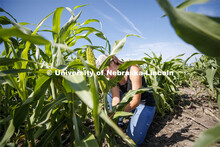 Grad student Mackenzie Zwiener, bands sorghum plots and also measures leaf angles in her UNL researc