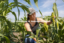 Grad student Mackenzie Zwiener, bands sorghum plots and also measures leaf angles in her UNL researc