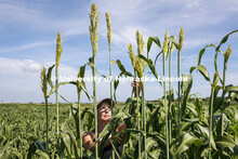 Grad student Mackenzie Zwiener, bands sorghum plots and also measures leaf angles in her UNL researc