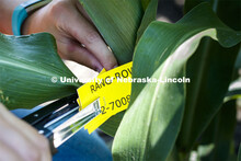 Grad student Mackenzie Zwiener, bands sorghum plots and also measures leaf angles in her UNL researc
