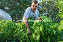Lincoln families work their garden area at Prairie Pines in east Lincoln. July 27, 2020. 