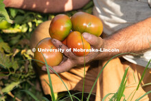 Tomatoes are ripe for the picking. Lincoln families work their garden area at Prairie Pines in east 