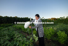 Lincoln families work their garden area at Prairie Pines in east Lincoln. July 27, 2020. 