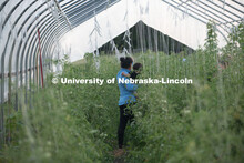 Lincoln families work their garden area at Prairie Pines in east Lincoln. July 27, 2020. 