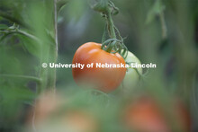 Tomatoes are ripe for the picking. Lincoln families work their garden area at Prairie Pines in east 