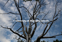 Breach the stainless-steel sculpture by Roxy Paine on City Campus. July 29, 2020. 