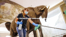 Crystal Kirschbaum sanitizes the exhibit railing under the watchful eye of a male African elephant. 