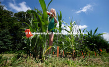 Natalie Keller a Junior at Seward High School digs up the roots of a corn plant in her test garden s