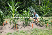 Remi Christensen digs and preps the corn plants/roots for testing. They will be taking samples of th