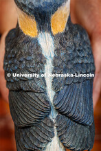Kinga Aletto, junior in College of Agriculture Sciences and Natural Resources, works on a life-size 