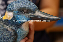 Kinga Aletto, junior in College of Agriculture Sciences and Natural Resources, works on a life-size 