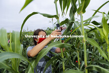 Mackenzie Zwiener, graduate student in agronomy and horticulture, measures leaf angles in her resear