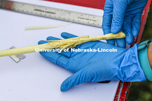 Mackenzie Zwiener, graduate student in agronomy and horticulture, examines a sorghum panicle that ha