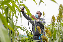 Nuwan Wijewardane measure photosynthesis in the leaves of a sorghum plant. Sorghum fields northeast 