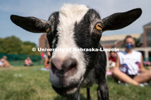 A goat roams around a fenced area during Wellness Fest at Meier Commons. August 22, 2020. 