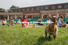 A goat roams around a fenced area during Wellness Fest at Meier Commons. August 22, 2020. 
