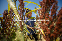 Alice Guo, a sophomore from Omaha, measures stem diameters in the sorghum test plots at 84th and Hav