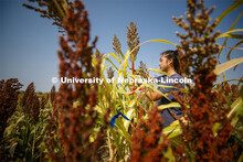 Alice Guo, a sophomore from Omaha, measures stem diameters in the sorghum test plots at 84th and Hav