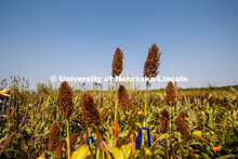 Sorghum plants in the sorghum test plots at 84th and Havelock. September 21, 2020. 
