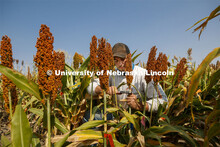 Kyle Linders measures stem diameters in the sorghum test plots at 84th and Havelock. September 21, 2
