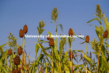 Sorghum plants in the sorghum test plots at 84th and Havelock. September 21, 2020. 