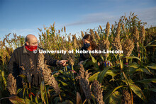 Professor James Schnable and graduate student Mackenzie Zwiener look over ripe sorghum plants in Zwi
