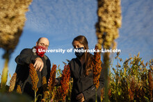 Professor James Schnable and graduate student Mackenzie Zwiener look over ripe sorghum plants in Zwi