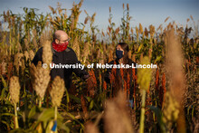 Professor James Schnable and graduate student Mackenzie Zwiener look over ripe sorghum plants in Zwi