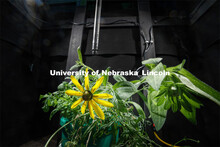 A plant sits under the scan lens inside the CRISP (CALMIT Remote Illuminated Scanning Platform). CAL