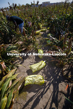 Mesh bags full of bagged sorghum panicles lay in the field before they are collected. The seeds will