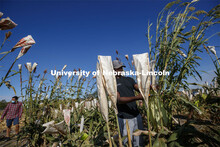Sorghum harvesting of seed varieties to be evaluated for larger plot tests. East Campus ag fields. O