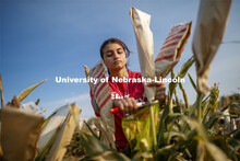 Isabele Sigmon, freshman for Hickory, NC, cuts bagged sorghum panicles. The seeds will be sorted and