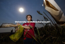 Isabele Sigmon, freshman for Hickory, NC, cuts bagged sorghum panicles. The seeds will be sorted and