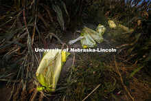 Mesh bags full of bagged sorghum panicles lay in the field before they are collected. The seeds will