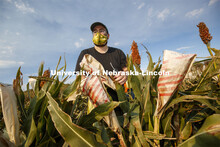 James Schnable, Charles O. Gardner Professor of Agronomy, cuts bagged sorghum panicles.  The seeds w