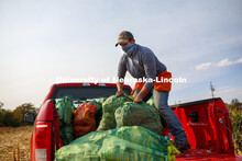 Kyle Linders packs mesh bags full of bagged sorghum panicles into the pickup bed following harvest. 