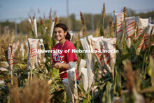 Isabele Sigmon, freshman for Hickory, NC, cuts bagged sorghum panicles. The seeds will be sorted and