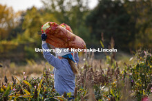 Research manager Christine Smith carries mesh bags full of bagged sorghum panicles to the side of th
