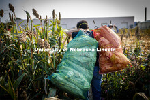 Jon Turkus carries mesh bags full of bagged sorghum panicles to the side of the field for collection