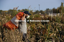 Post-Doctoral student Ravi Mural carries mesh bags full of bagged sorghum panicles to the side of th