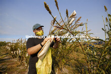 James Schnable, Charles O. Gardner Professor of Agronomy, cuts bagged sorghum panicles.  The seeds w