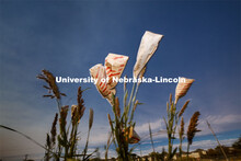 Sorghum harvesting of seed varieties to be evaluated for larger plot tests. East Campus ag fields. O