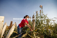 Isabele Sigmon, freshman for Hickory, NC, cuts bagged sorghum panicles. The seeds will be sorted and