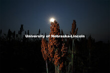 Sorghum harvesting of seed varieties to be evaluated for larger plot tests. East Campus ag fields. O