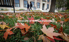 Fall leaves outside Andrews Hall. October 21, 2020. 