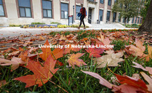 Fall leaves outside Andrews Hall. October 21, 2020. 