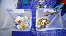 A banana peel joins other compostable materials during the waste audit. Morgan Hartman conducts a wa