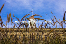 Tall grasses in front of the Love Library cupola. City Campus. October 28, 2020. 