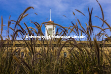 Tall grasses in front of the Love Library cupola. City Campus. October 28, 2020. 