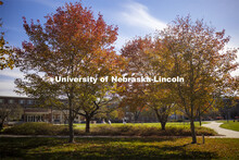 Fall trees in front of the Selleck Quadrangle on City Campus. November 4, 2020.  
